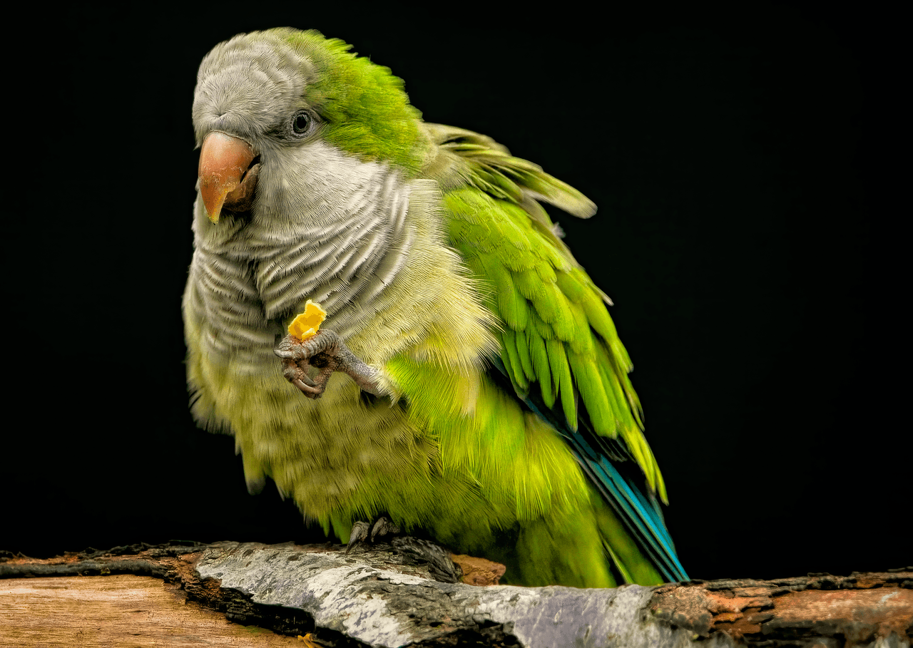 Parrot 8368951_1280.png